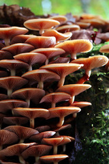 Obraz premium Honey mushroom, grown on an old tree trunk