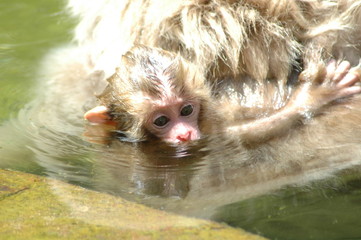赤ちゃんサルin温泉