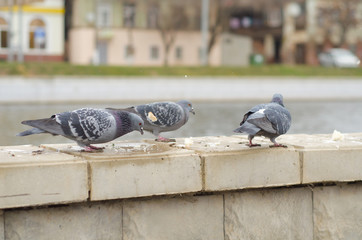 Pigeons feed on bread crumbs on the parapet of the city promenade.