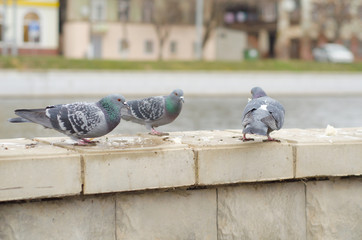 Pigeons feed on bread crumbs on the parapet of the city promenade.1.