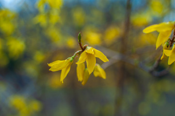 Forsythia yellow flowers on a background of thin branches and blue sky