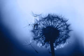 Fluffy dandelion in blue color with backlight