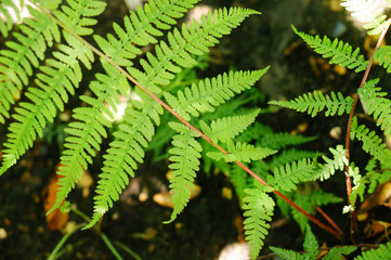 Athyrium Niponicum 'Lady in Red'. Close-up of graceful green fronds of elegant fern on striking red stems.