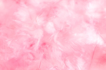 Beautiful abstract colorful white and pink feathers on white background and soft white purple...