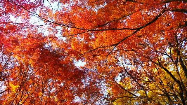 colorful maple leaves in south korea 
asian country seasonal maple during Autumn