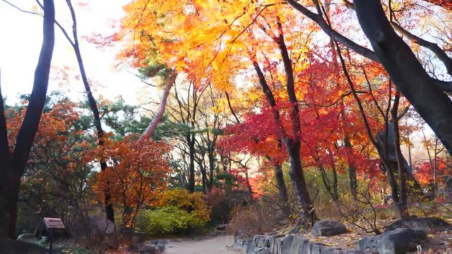 colorful maple leaves in south korea 
asian country seasonal maple during Autumn