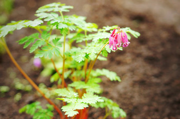 Dicentra 'Luxuriant' (Fern-Leaf Bleeding Heart) in spring garden. Blue-green, finely divided foliage and pink heart-shaped flowers
