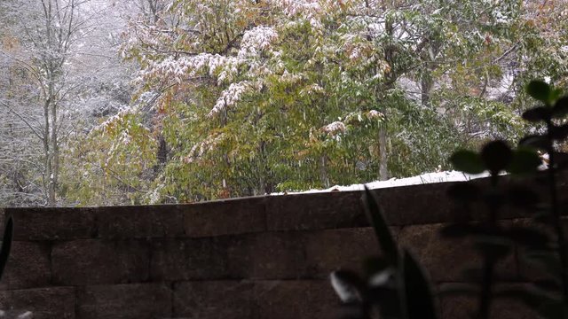 First snowfall of the year lightly falling over pine trees as seen from a basement window.