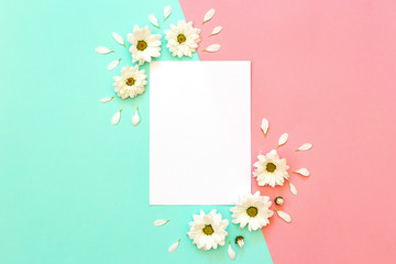White chrysanthemum with copy space on a mint and pink background