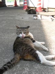 お昼休み中の猫