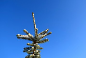 Christmas tree top against a bright blue sky