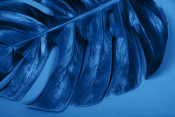 Tropical exotic plant blue colored monstera leaf.