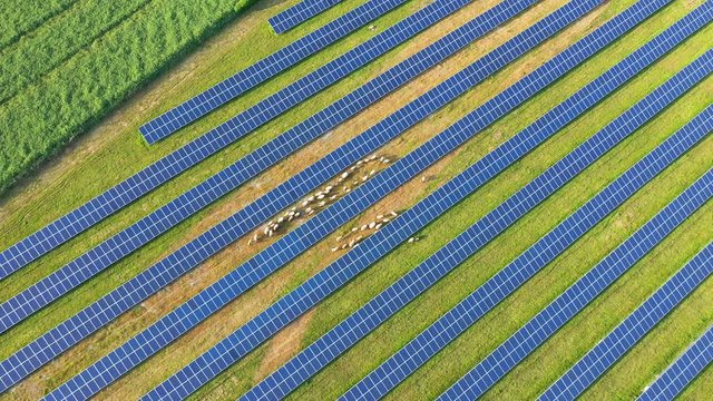 Vue oblique au dessus de panneaux solaires avec des moutons qui se prom&egrave;nent	