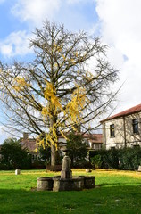Park with grass, fountain and autumn colours, wooden benches and tree with yellow leaves. Santiago de Compostela, Spain.