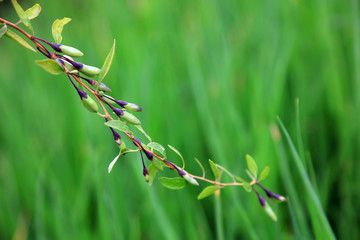 Lycium barbarum fruit