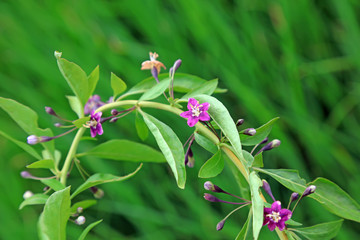 Wolfberry flowers in the garden