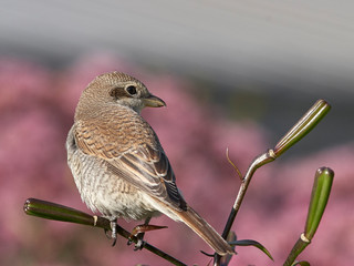 Shrike female in garden