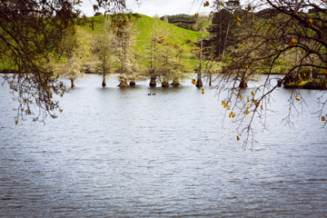 Trees in a lake