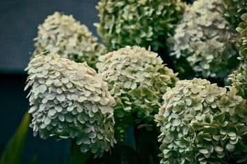  large colorful hydrangea in close-up in the summer garden