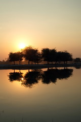 Silhouette tree on the sunset at Al Qudra love lake, Dubai, United Arab Emirates