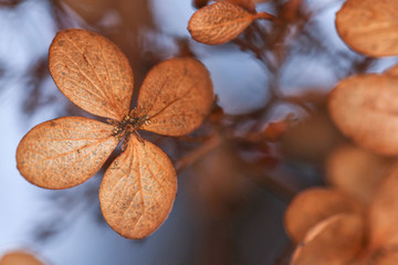 Dry and wilted flowers and leaves