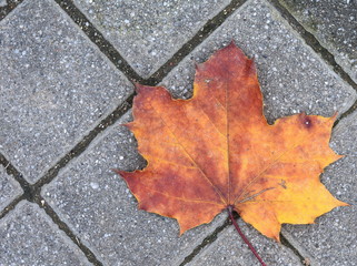 Autumn leaves on walkway. Fallen Autumn Leaves on the on the Sidewalk Paved with Gray Concrete Paving Stones and Grass Lawn Top View. Autumn Approach, Season Change Concept