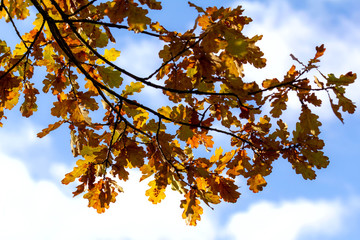 It is a branch of an oak with yellow leaves against a blue sky. Autumn background. Contour light. Copy space.