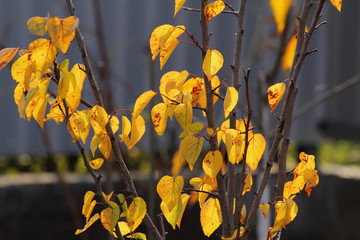 It is a young apricot tree in autumn. The bright yellow leaves of the apricot tree are photographed with backlight in the evening. Garden, tree care, seasons, autumn