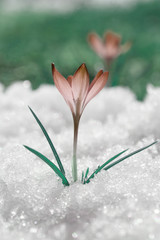 Spring first flowers grow in the garden, abstract trendy color aqua menthe in design. Crocuses under the snow.