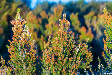 New Zealand flora Alpine Hebes