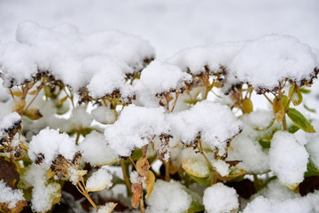 Flowers covered with snow.