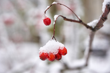 Rowan berries are covered with snow.