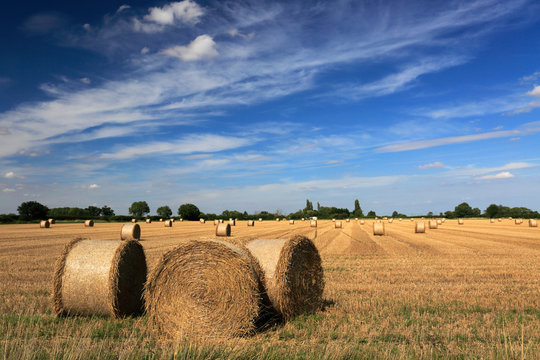 Summer, Straw bales in wheat fields near Ely town, Fenland, Cambridgeshire, England; UK