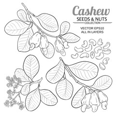 cashew vector set
