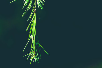 Fototapeta premium Fir twig, foreground nature