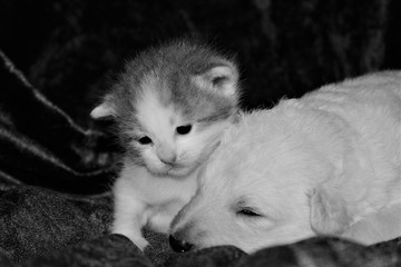 Kitten with a white puppy