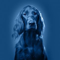 Dog portrait. Coloring page for the color of 2020. In studio.