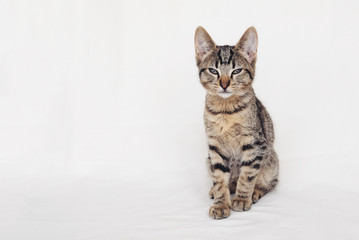 Fototapeta na wymiar Beautiful young European Shorthair cat sitting on white background. Space for text. Mackerel tabby coat colour. Cute little sleepy kitten looking at you.