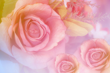 Fototapeta na wymiar Sweet colorful roses in soft and blur style for background