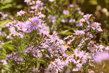 Lovely little daisies in the garden on a summer day, retro style toned