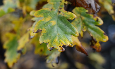 Oak branch with orange leaves in the forest in autumn. Nature background. 
