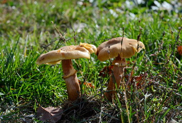 autumn mushrooms in the forest.