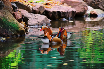 A couple of tangerine ducks in shallow water ...