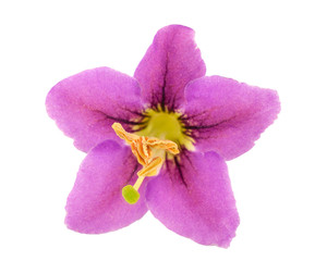 Obraz premium Goji Berry Flower. No Shadow. Isolated on White Background.