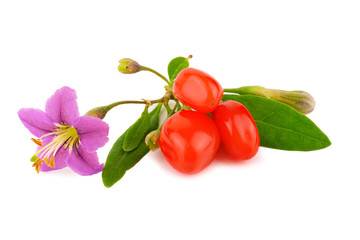 Goji Berry with Flower and Leaves. Isolated on White Background.
