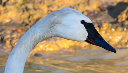 Cygne trompette