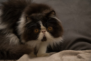 persian cat with orange eyes