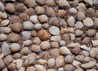 seashell background, photography. selective focus, film and grain photo