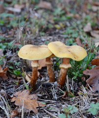 autumn mushrooms in the forest.