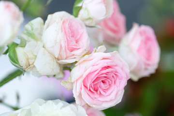Pale pink roses